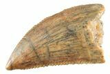 Serrated Raptor Tooth - Real Dinosaur Tooth #364793-1